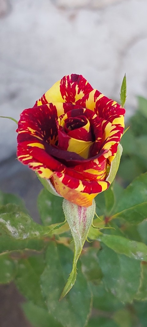 plant, magenta वॉलपेपर