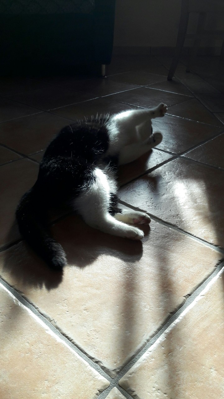 my cat