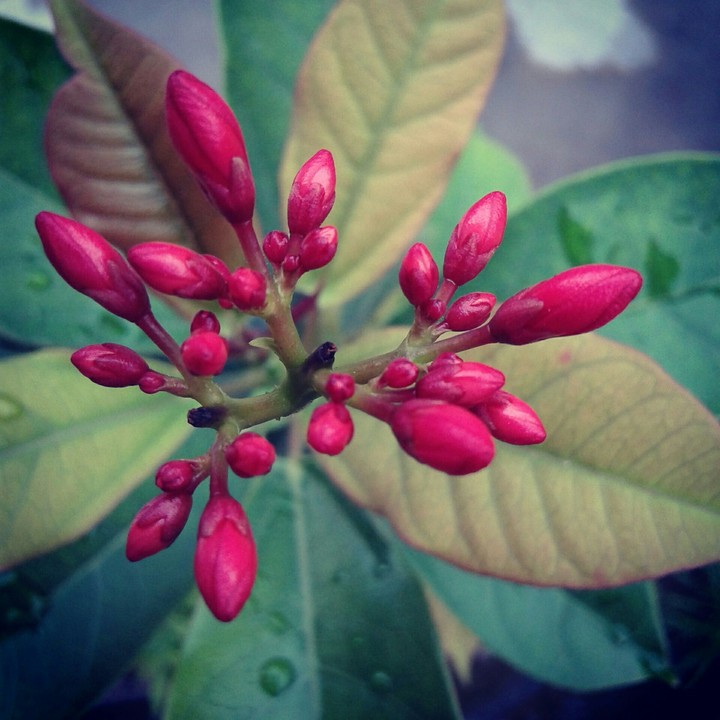 Red Buds