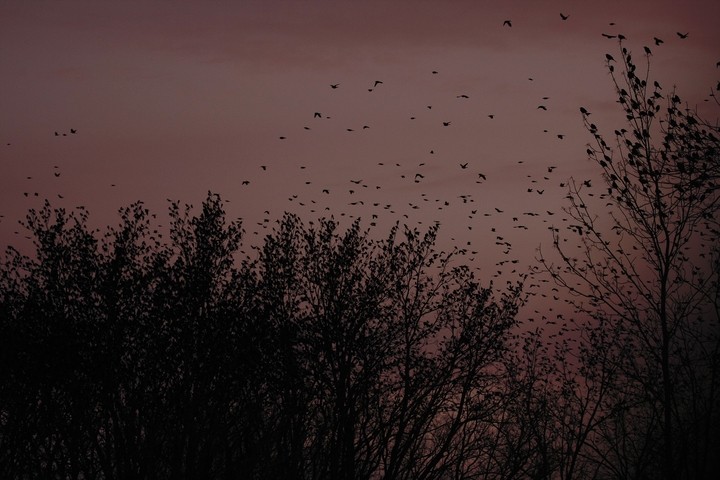 Birds