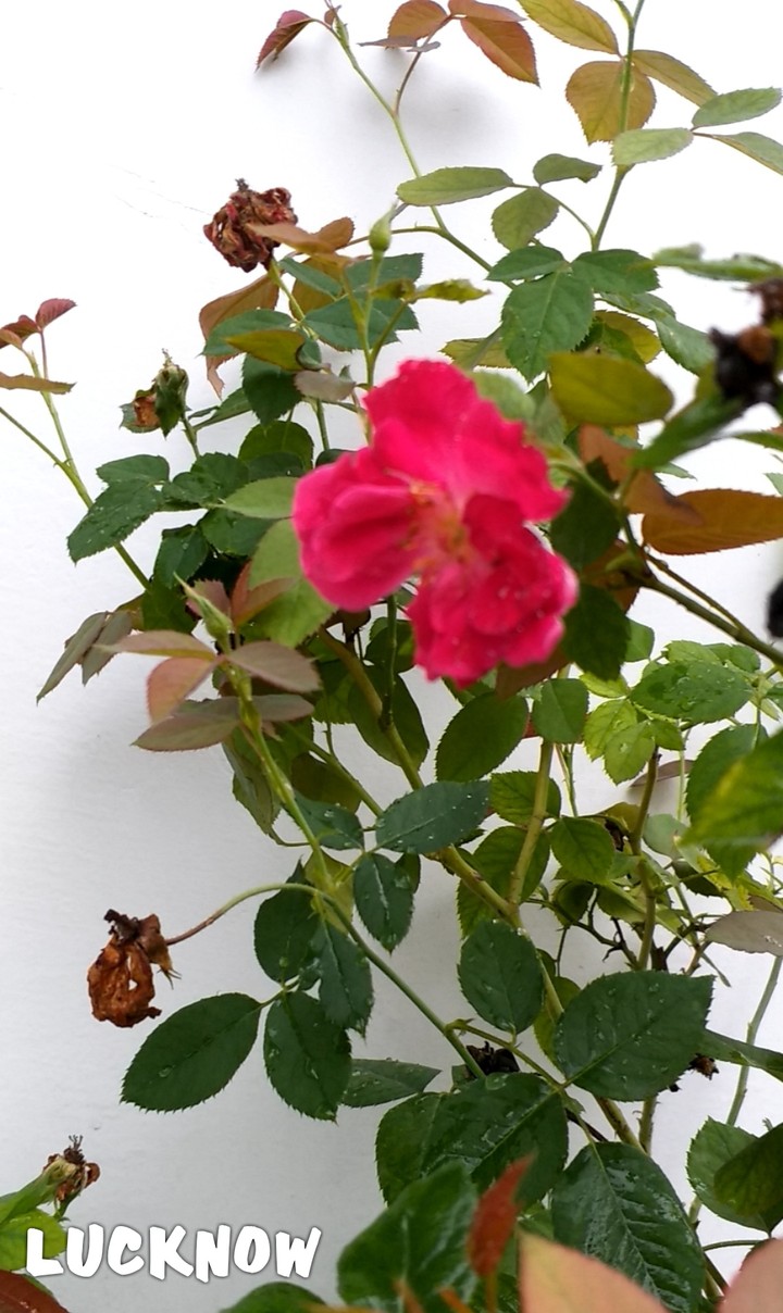 rose