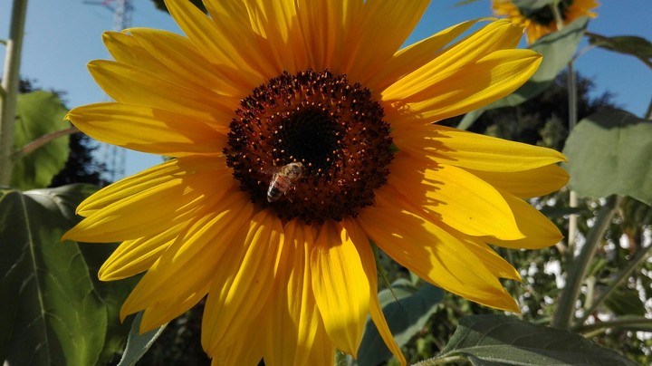 sonnenblume mit Biene