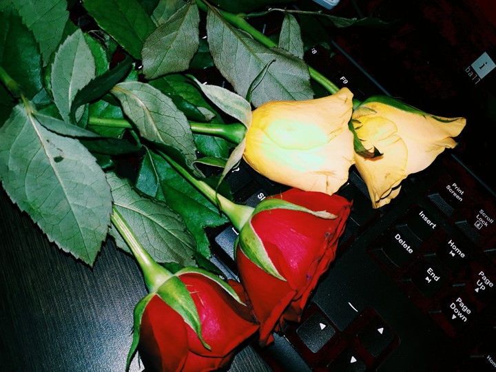 real rose@@@