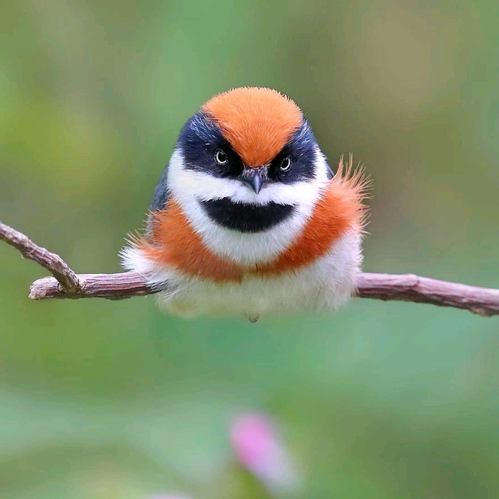 Black Throated Bushtit