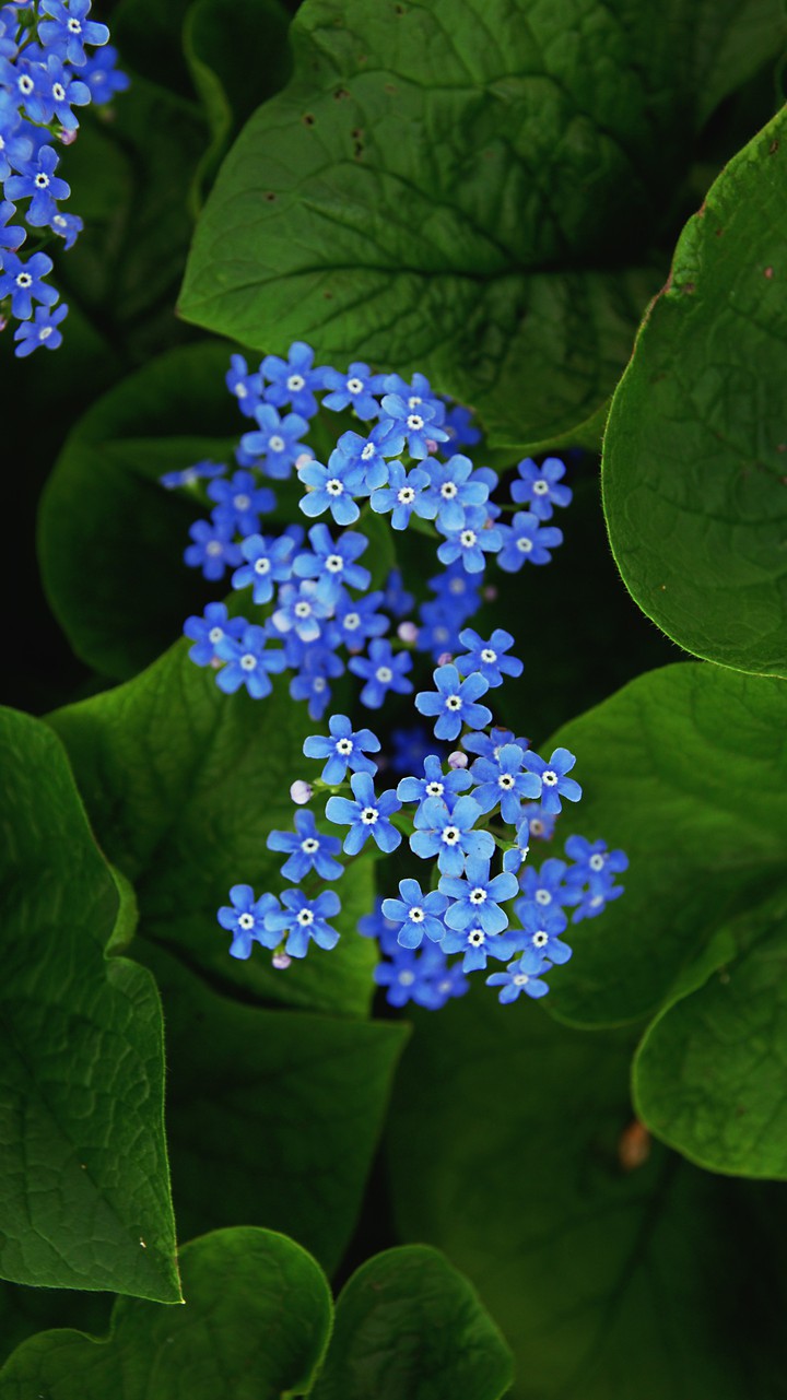 Незабудка/Blue flowers