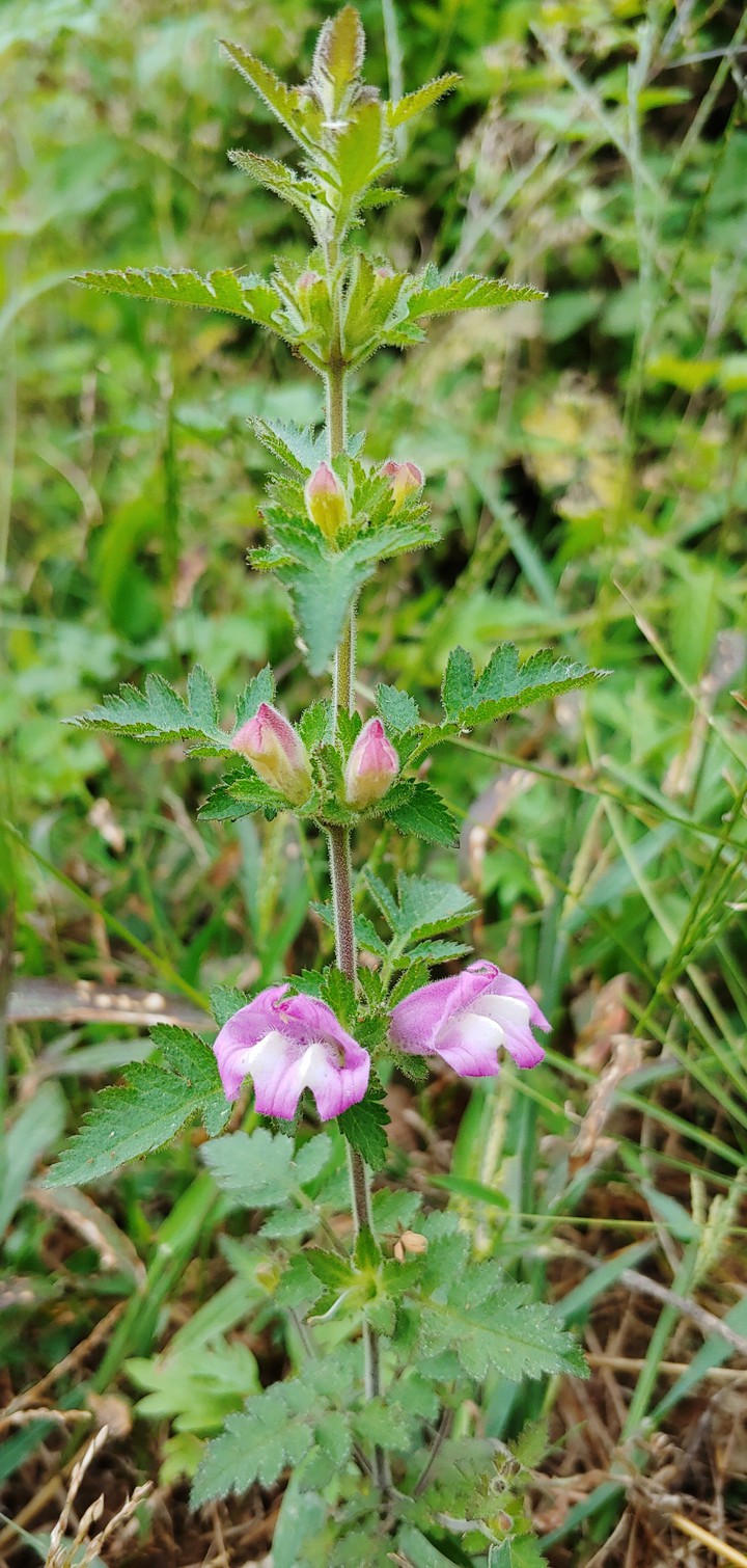 a pink wildflower^^