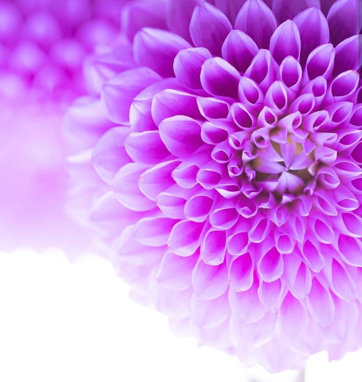 dhalia