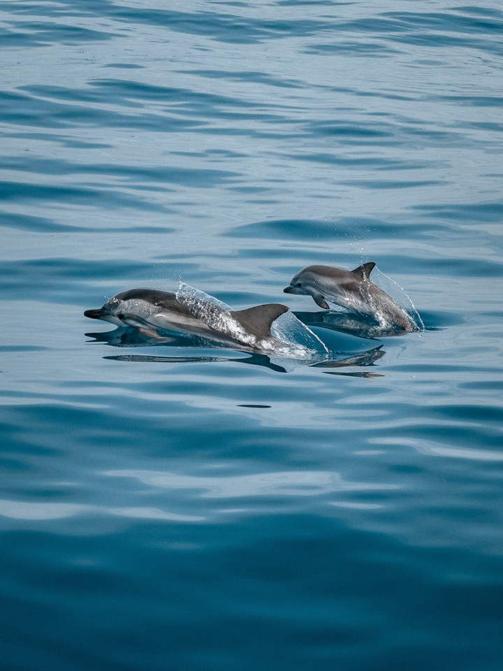 dolphins