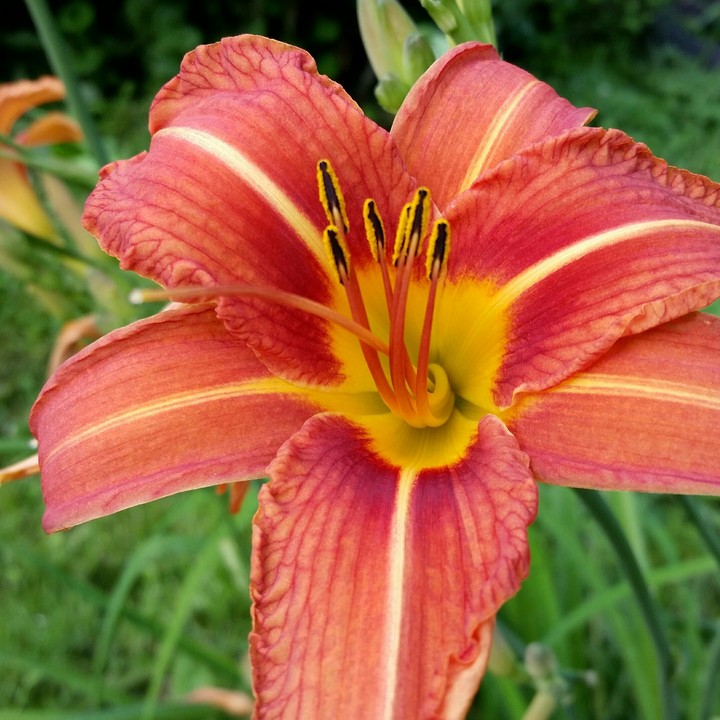 day lily