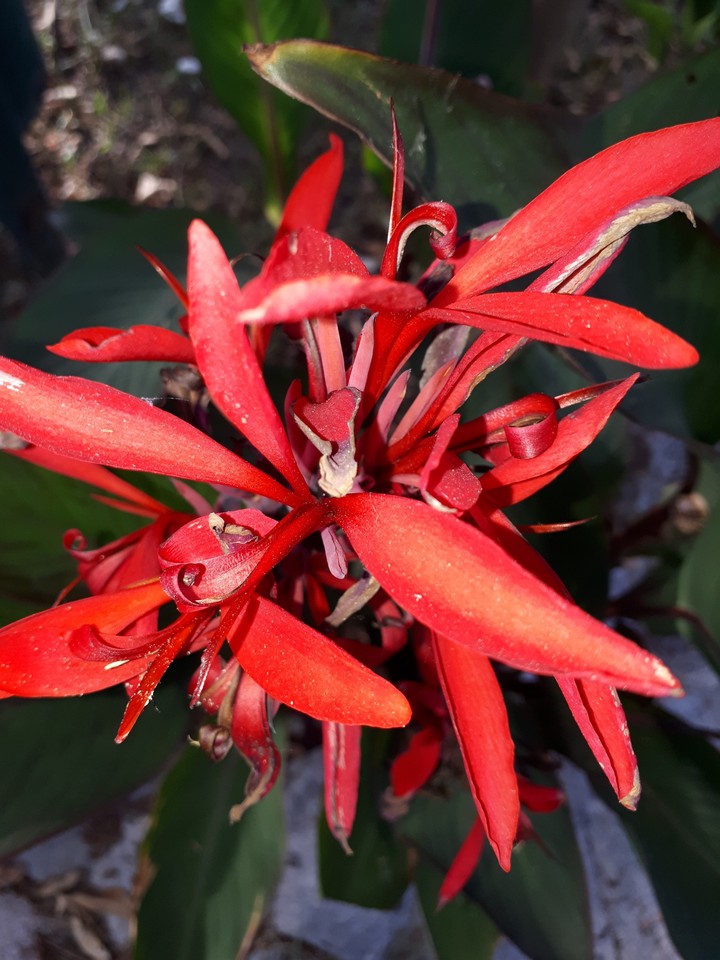 red flower
