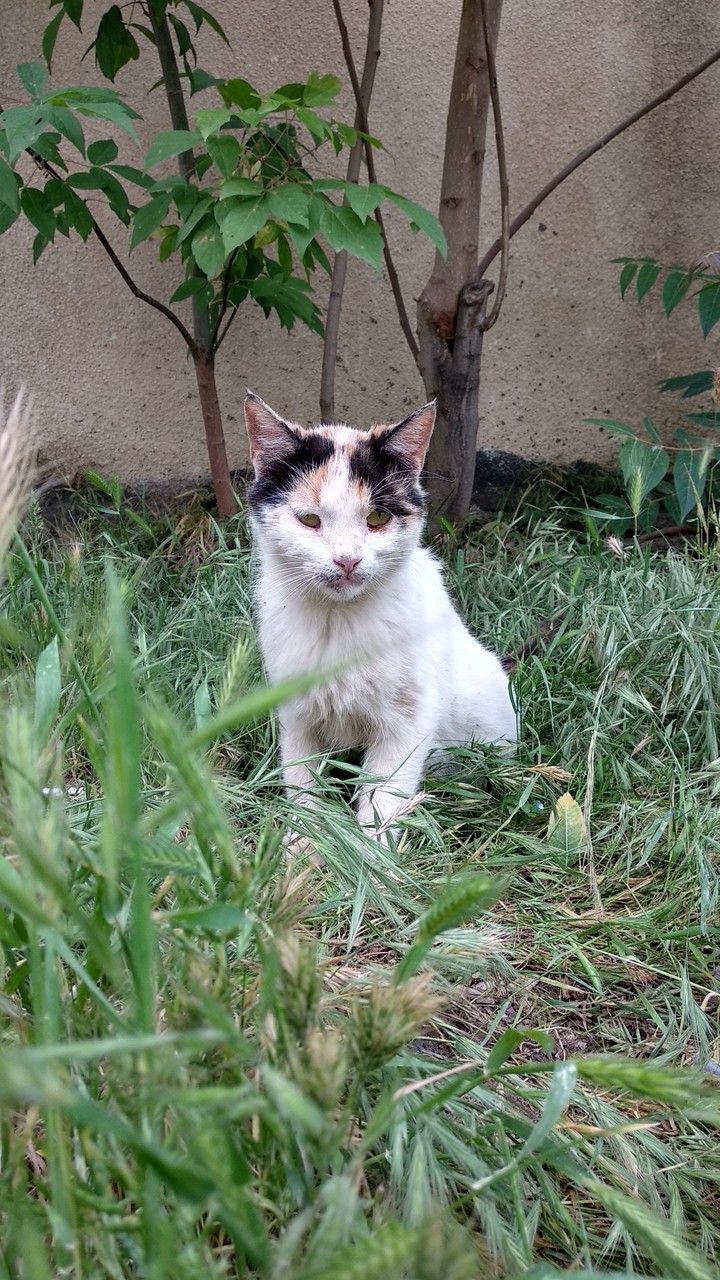cat