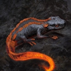 Fier salamander