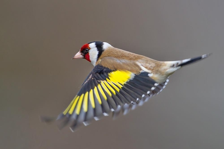 bird