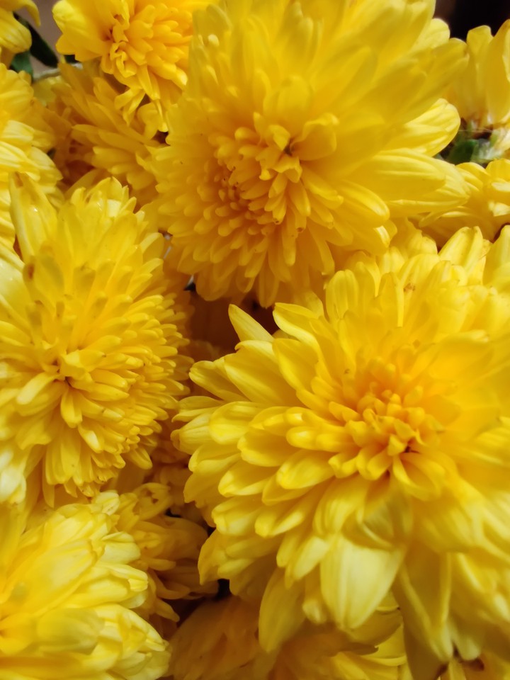 flowers...