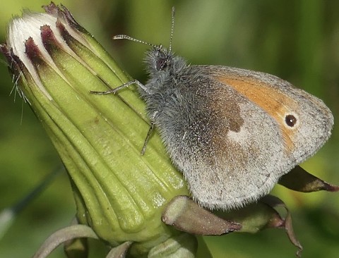 lepidoptera, arthropod háttérképek
