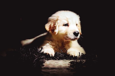 pup