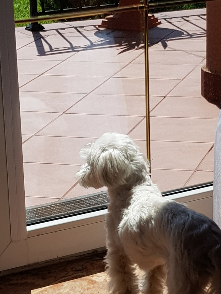 #dog #tina #miniaturka sweet