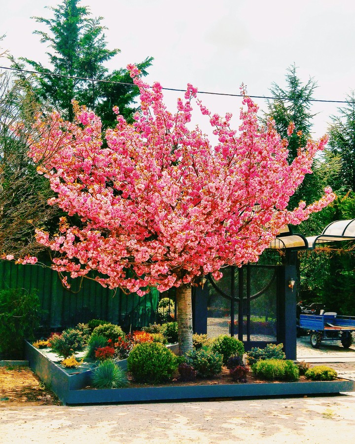 Pinky tree