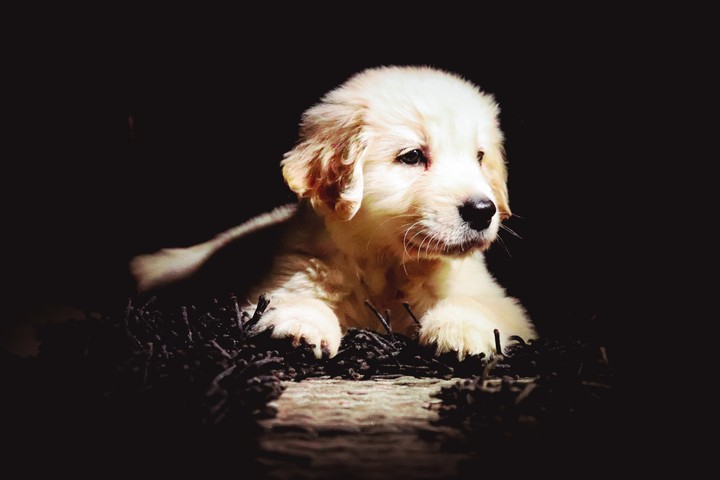 pup