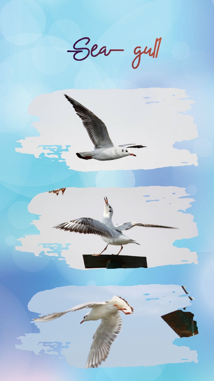 Sea gull