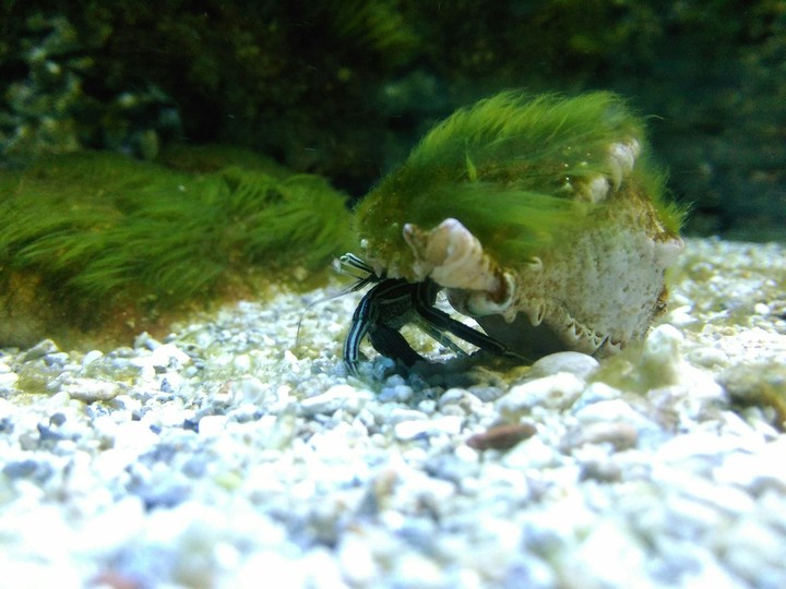 marine life