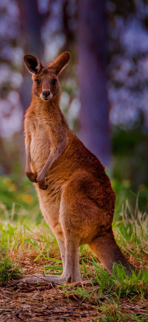 lovely cangaroo