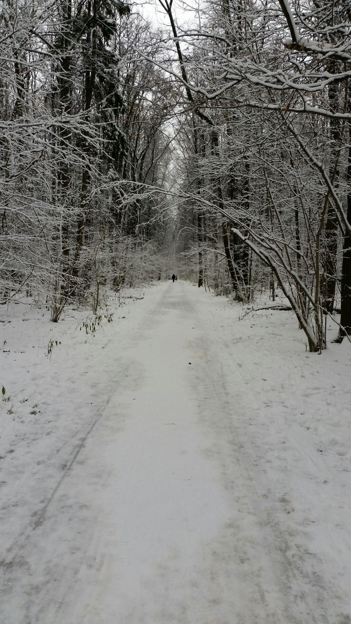 Зимний лес