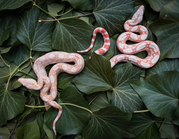 boa constrictor imperator