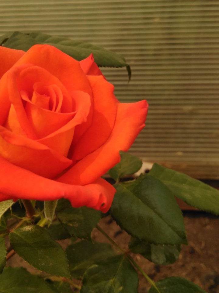 rose