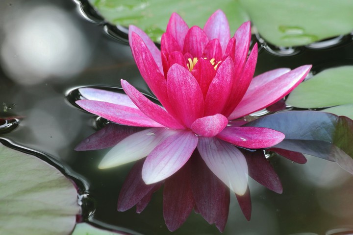 lotus