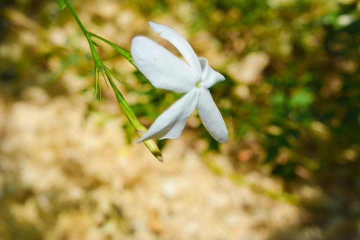 jasmine flower