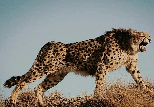 Leopard