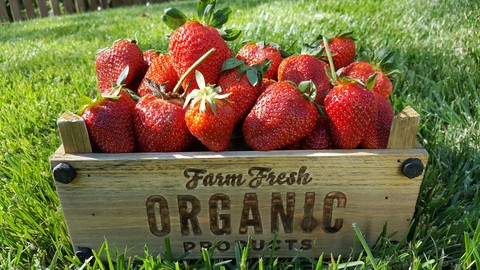 Farm Fresh Strawberries