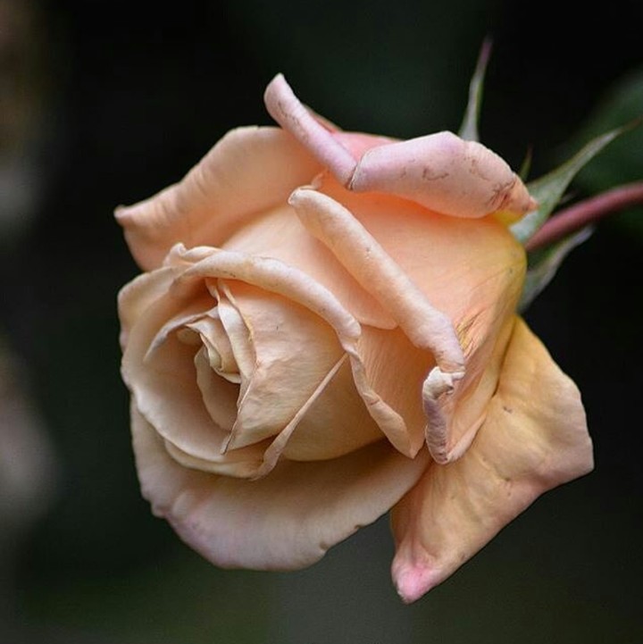Roses růže