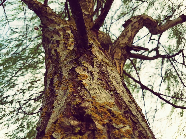 magic  tree