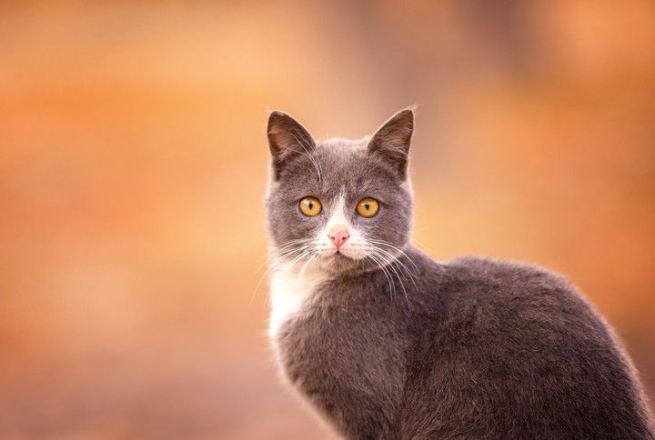 Cat Muzzle Look Orange Background