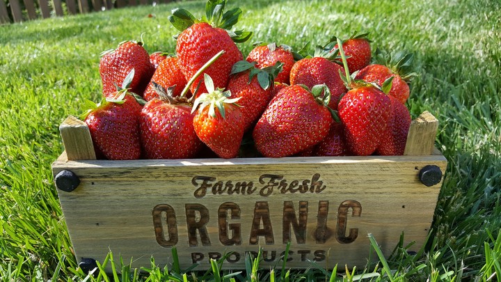 Farm Fresh Strawberries