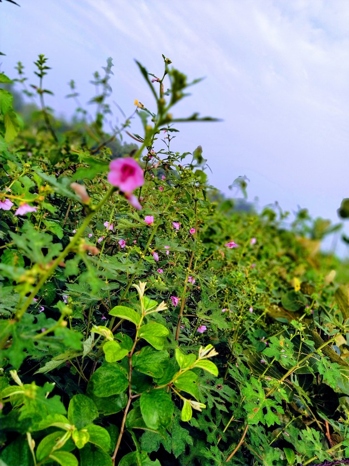 nature
