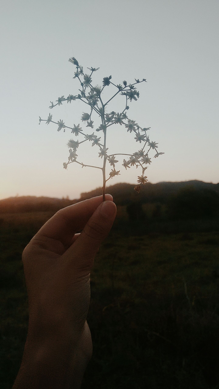 Flower