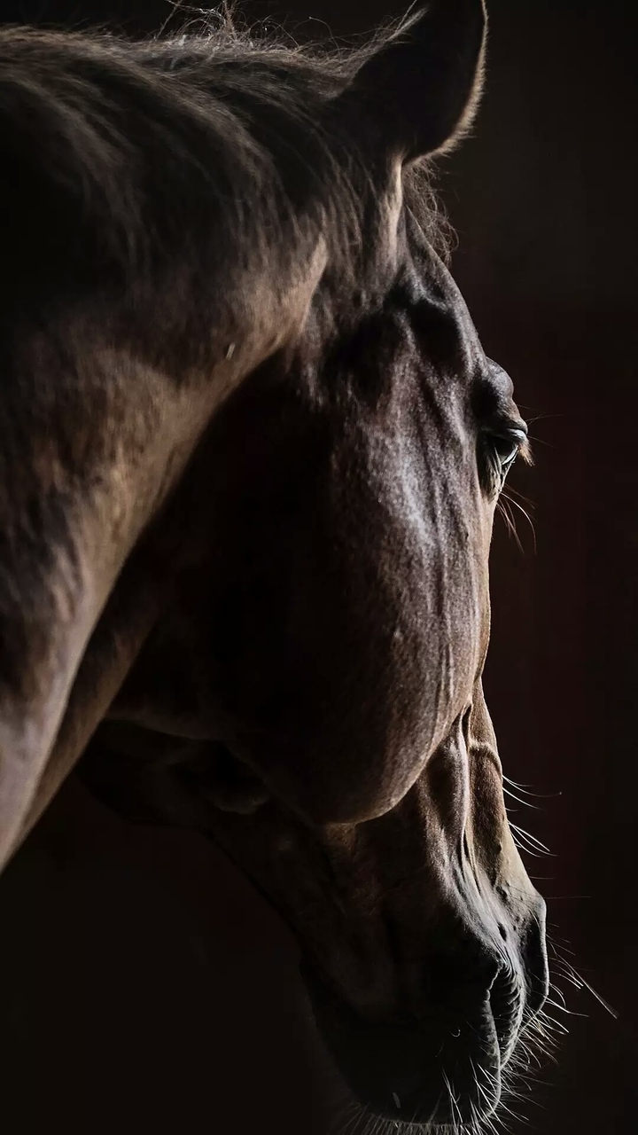 horse