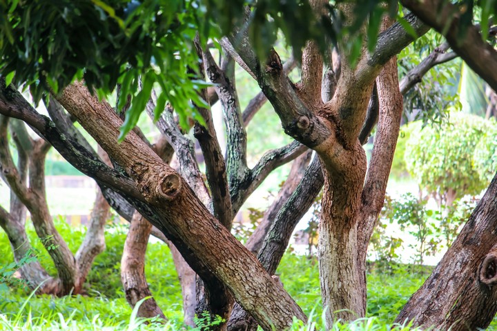 woods...