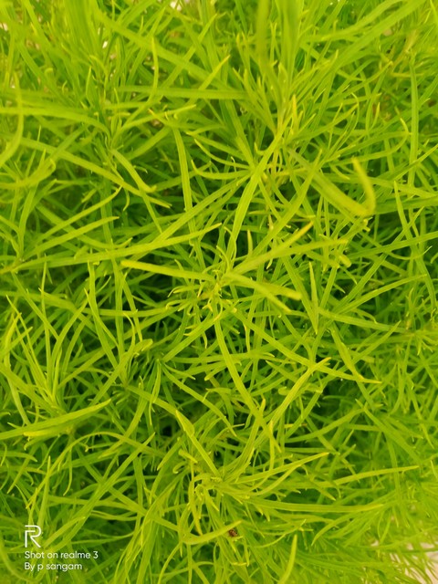 greenery environment