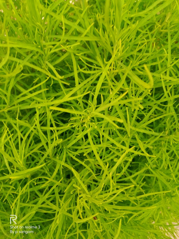 greenery environment