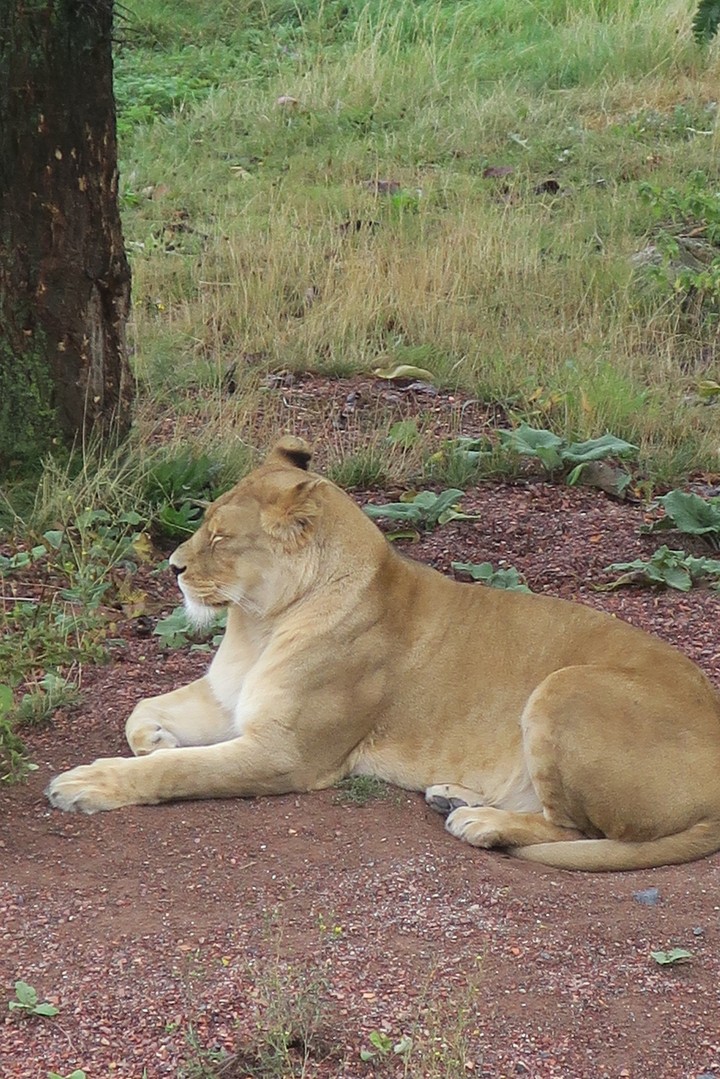 Pairi Daiza