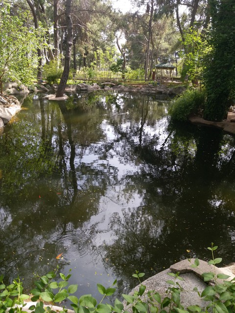 Pond in the Nature