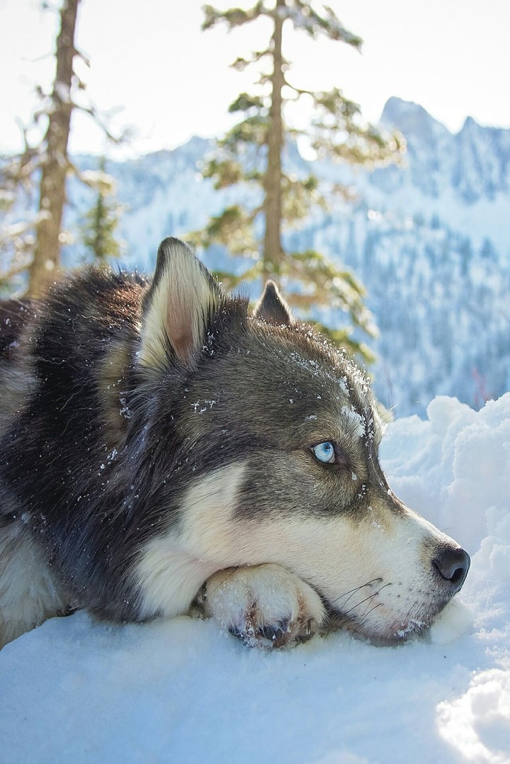 The Wolf