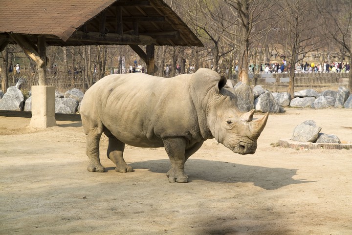 Animal
