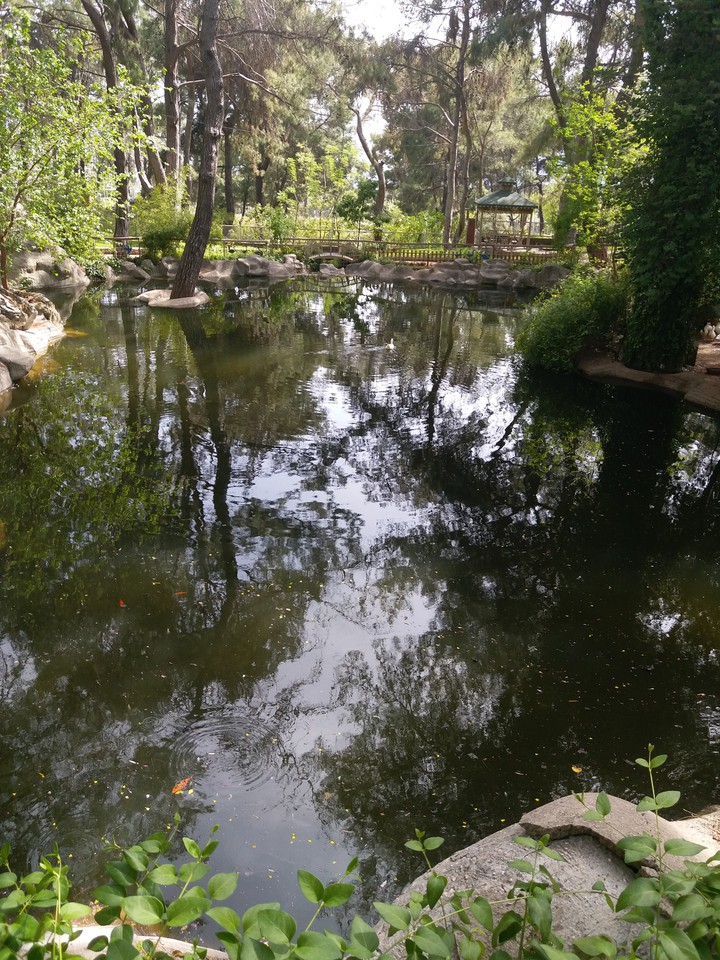 Pond in the Nature