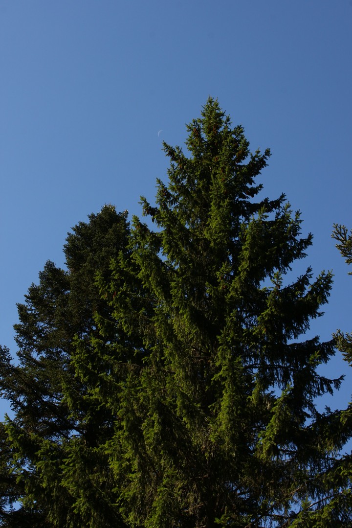 Spruce