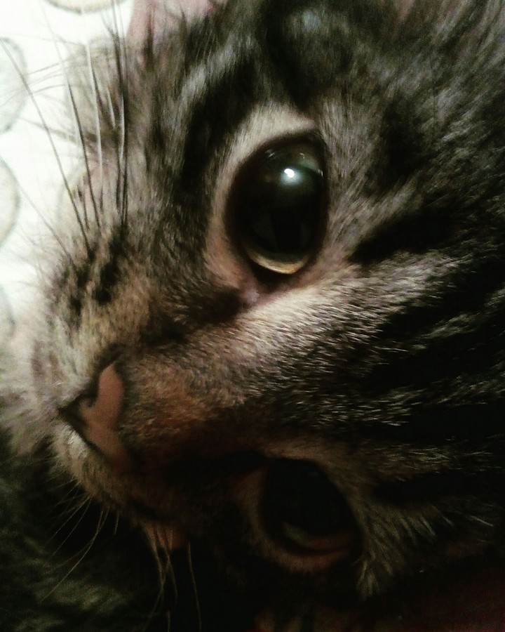 Кошка